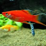 Glowlight Red Lyretail Molly