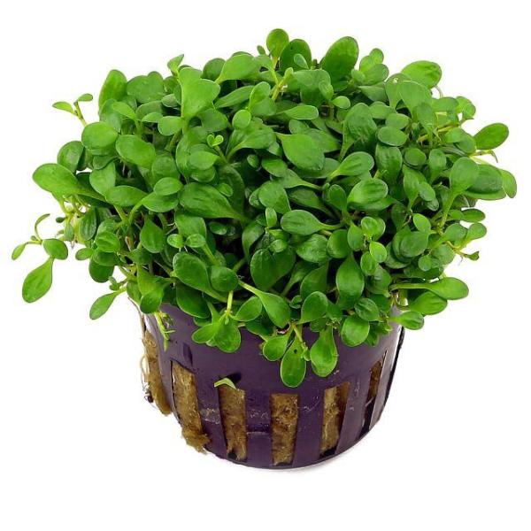 Trân châu Nhật - Glossostigma Elatinoides