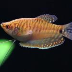 Cá sặc vàng - Golden Gourami