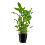 Hoàng hồng thảo - Ammannia crassicaulis