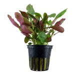 Hồng ba tiêu - Lobelia cardinalis