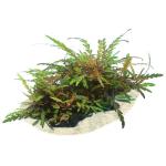 Liễu đỏ răng cưa - Hygrophila Pinnatifida