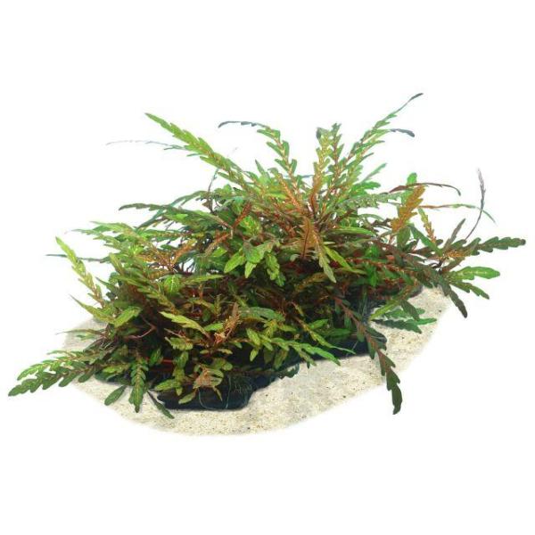 Liễu đỏ răng cưa - Hygrophila Pinnatifida