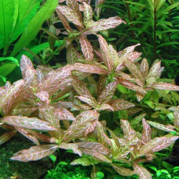 Thanh hồng điệp - Hygrophila polysperma 'Rosanervig'