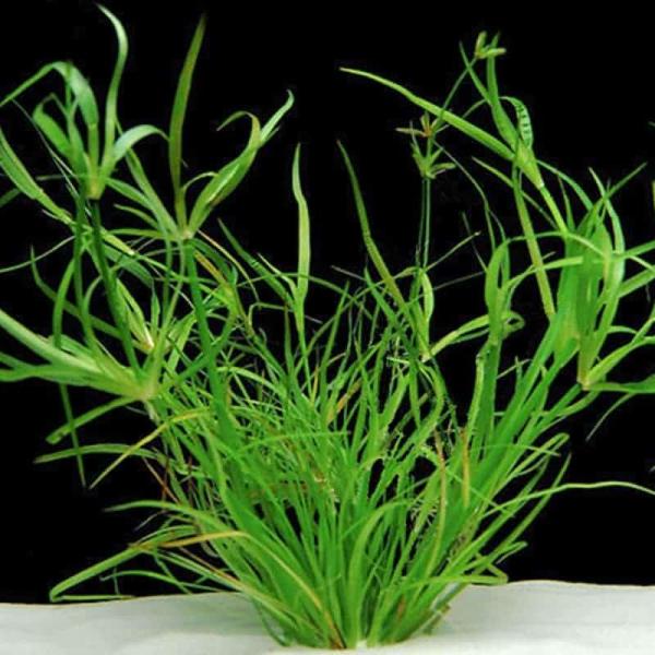 Cỏ bắp - Juncus Repens