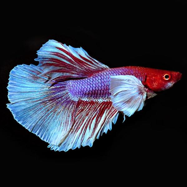 Mixed Color Dumbo Ear Super Delta Betta, Male