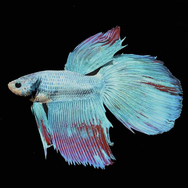 Betta đực vảy rồng đuôi dài màu hỗn hợp