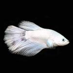 White Half Moon Betta, Male