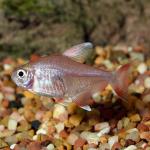 Candy Cane Tetra