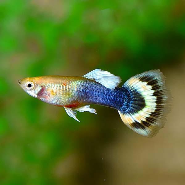 Sunray Guppy, Male
