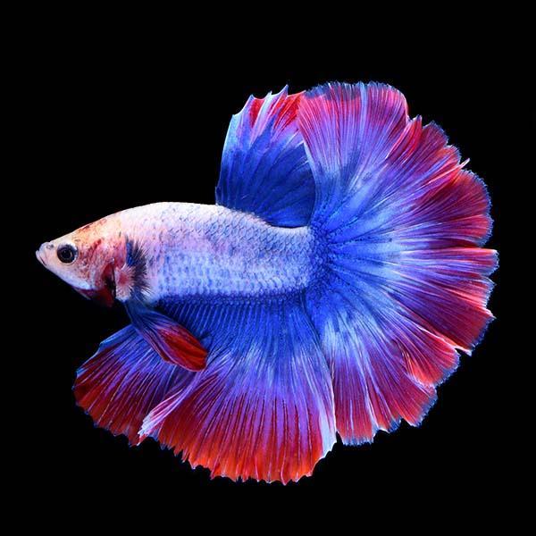 Lakeside Sunset Betta - Male