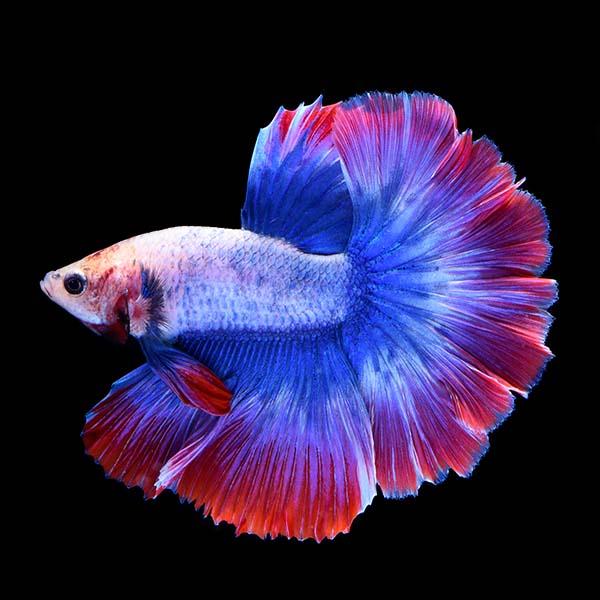 Lakeside Sunset Betta - Male