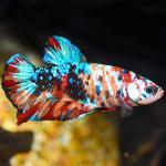 Multicolor Giant Betta, Male