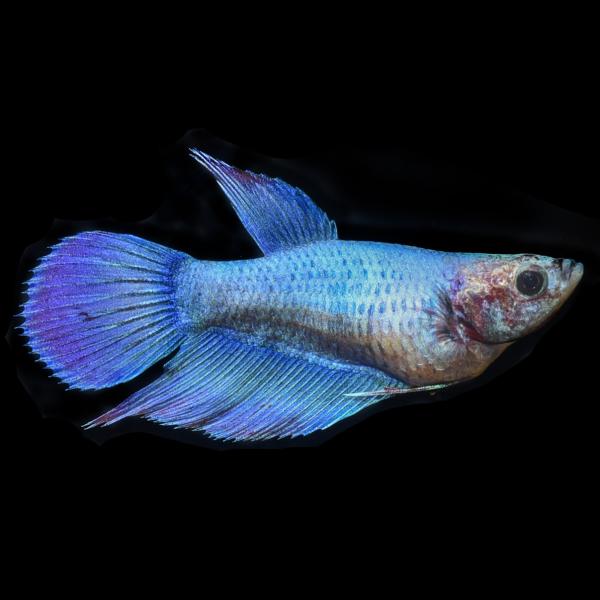 Veil Tail Betta, Female