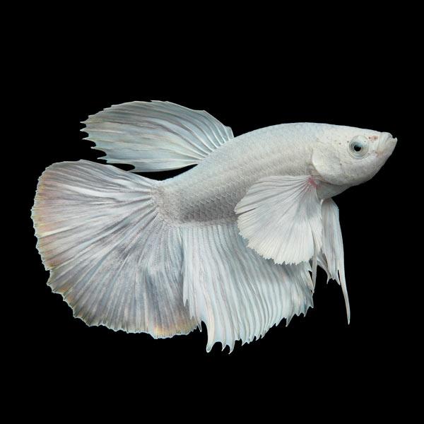 Halfmoon Platinum Betta - Male