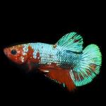 Hellboy Classic Plakat Betta, Male