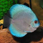 Blue Diamond Discus