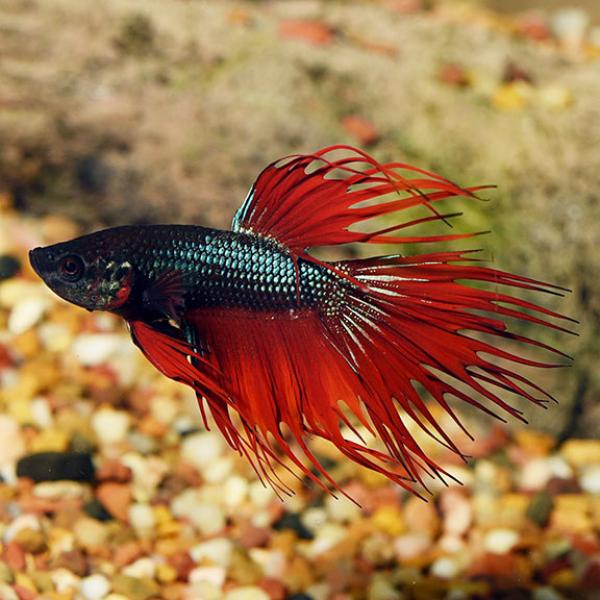 Crown Tail Betta, Male