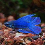 Twin Tail Betta, Male