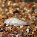 Albino Aeneus Cory Cat