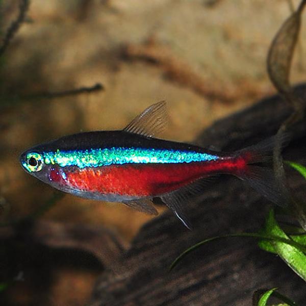 Cardinal Tetra