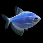 Cosmic Blue Tetra