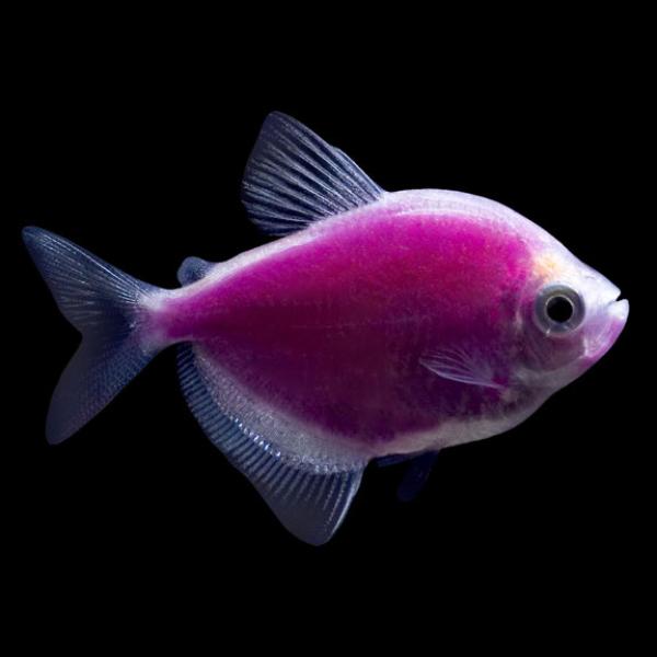 Galactic Purple Tetra