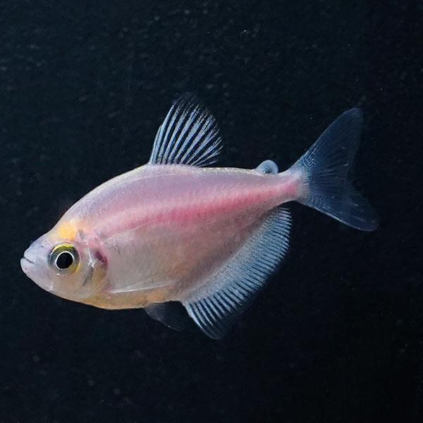 White Widow Tetra