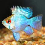 Electric Blue Balloon Ram Group