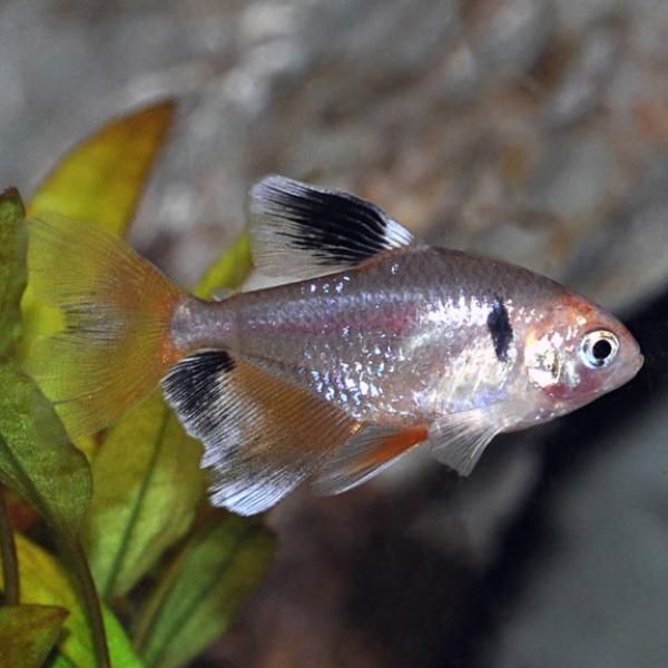 Red Minor Serpae Tetra