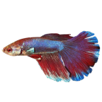 Super Delta Tail Betta, Male