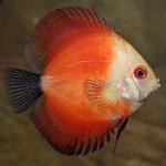 Red Marlboro Discus