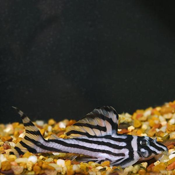 Zebra Altimira (L-46) Plecostomus, Captive-Bred