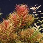 Ngò om đỏ - Limnophila Aromatica Red