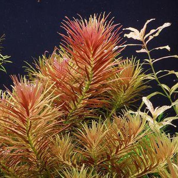 Ngò om đỏ - Limnophila Aromatica Red