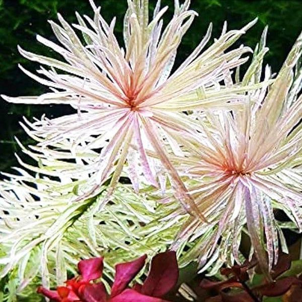 Bạch thái dương - Ludwigia inclinata var. verticillata 'White'