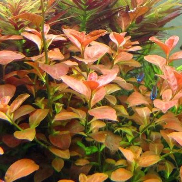 Diệp hồng tài lá táo - Ludwigia Ovalis