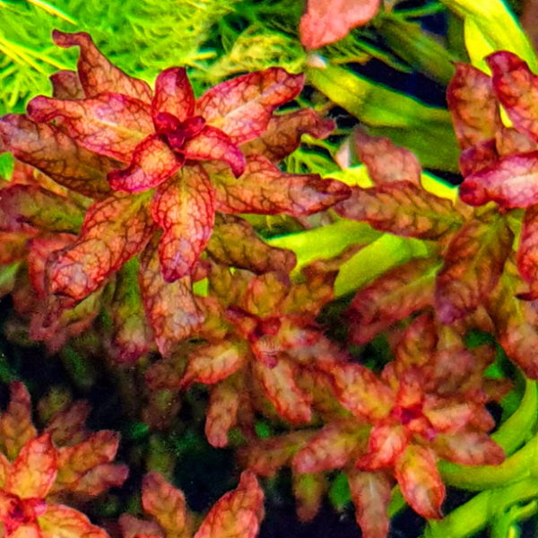 Diệp tài hồng lá cam - Ludwigia Senegalensis Guinea