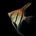 Red Shoulder Manacapuru Angelfish