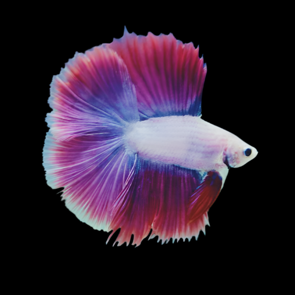 Halfmoon Double Tail Betta