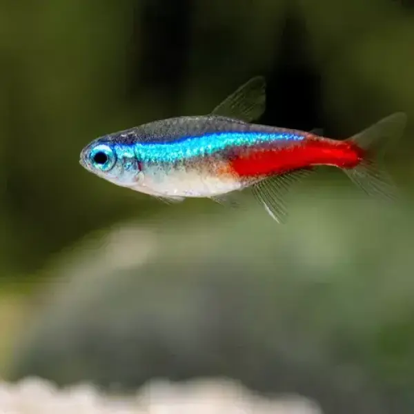Daily Neon Tetra