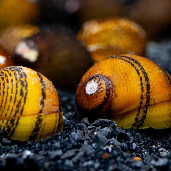 Ốc Nerite O Ring - O Ring Nerite Snails
