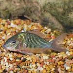 Emerald Green Cory Cat