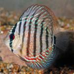 Royal Red Discus