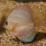 Snakeskin Discus