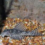 Gypsy King Tiger (L-66) Plecostomus