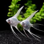 Platinum Veiltail Angelfish