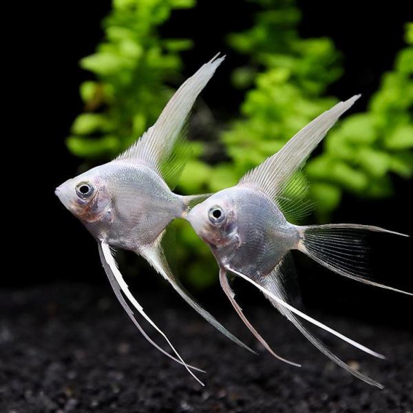Platinum Veiltail Angelfish
