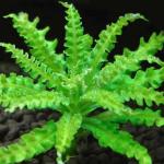 Sao nhỏ - Pogostemon Helferi