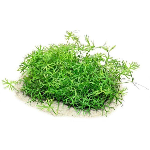 Rau má sừng hưu- Ranunculus Inundatus